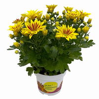 Chrysanthemen 'Rainbow Lake Worth' gelb-rot gestreift, Topf-Ø 14 cm, 4er-Set