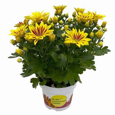 Chrysanthemen 'Rainbow Lake Worth', gelb-rot gestreift, Topf-Ø 14 cm, 4 Pflanzen Chrysanthemen 'Rainbow Lake Worth', gelb-rot gestreift, Topf-Ø 14 cm, 4 Pflanzen