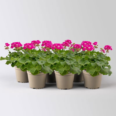 Geranie, rosa mit weißem Auge, stehend, Topf-Ø 13 cm, 6 Pflanzen