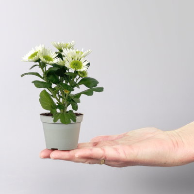 Chrysantheme Mini 'Splash Meadow', weiß-grün, Topf-Ø 7 cm, 8 Pflanzen