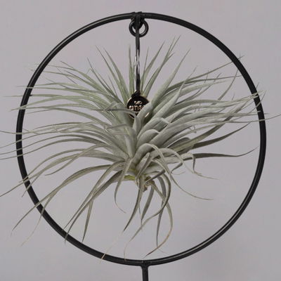 Tillandsia 'Silver Ball' in rundem Metallgestell, 17cm Ø Tillandsia 'Silver Ball' in rundem Metallgestell, 17cm Ø