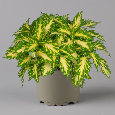 Buntnessel 'Down Town Port Fairy' hellgrün-gelb, Topf -Ø 12 cm, 6er-Set