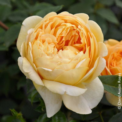 Englische Rose 'Golden Celebration' (Ausgold), goldgelb, Topf 5 Liter