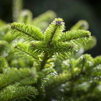 Nordmanntanne geschlagen, Höhe 80-100 cm Nordmanntanne geschlagen, Höhe 80-100 cm