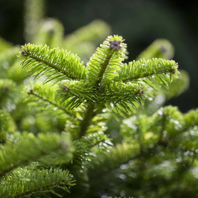 Nordmanntanne geschlagen, Höhe 80-100 cm Nordmanntanne geschlagen, Höhe 80-100 cm