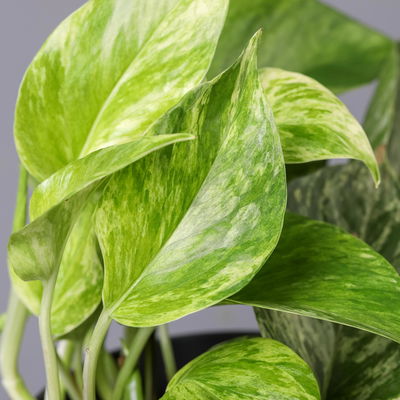 Efeutute 'Marble Queen' inkl. Topf Dallas anthrazit, Topf-Ø 12 cm, 3 Pflanzen