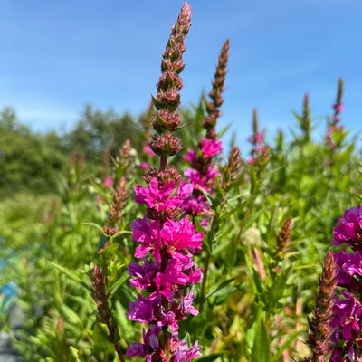 Bio Blut-Weiderich, violett, Topf 11x11 cm, 3 Pflanzen Bio Blut-Weiderich, violett, Topf 11x11 cm, 3 Pflanzen