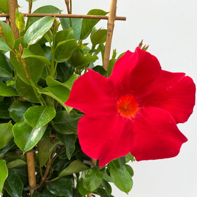 Dipladenie, rot, Spalier, Topf-Ø 17 cm, Höhe ca. 50 cm, 2 Pflanzen