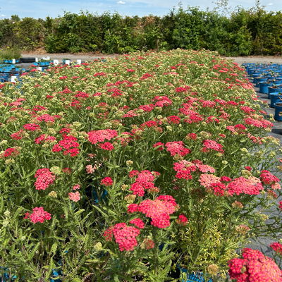 Bio Schafgarbe rot, Topf 11x11 cm, 3 Pflanzen Bio Schafgarbe rot, Topf 11x11 cm, 3 Pflanzen