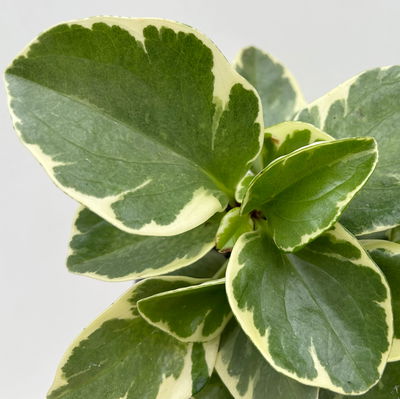 Peperomia obtusifolia 'Variegata', Topf-Ø 12 cm, 2 Pflanzen