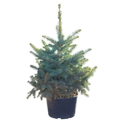 Blaufichte, mit Ballen eingetopft, 60-80 cm hoch Blaufichte, mit Ballen eingetopft, 60-80 cm hoch