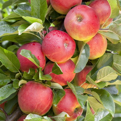 Kölle Bio Apfel 'Elstar' (Unterlage M 26), 125-150 cm hoch, Topf 10 Liter Kölle Bio Apfel 'Elstar' (Unterlage M 26), 125-150 cm hoch, Topf 10 Liter