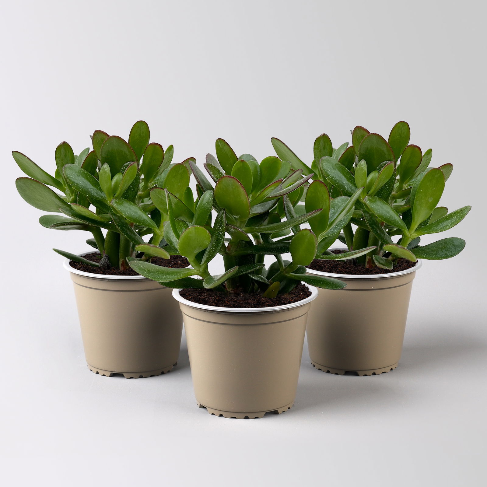 Geldbaum 'Magical Tree', Topf-Ø 12 cm, Höhe ca. 20 cm, 3 Pflanzen Geldbaum 'Magical Tree', Topf-Ø 12 cm, Höhe ca. 20 cm, 3 Pflanzen