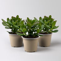 Geldbaum 'Magical Tree', Topf-Ø 12 cm, Höhe ca. 20 cm, 3 Pflanzen Geldbaum 'Magical Tree', Topf-Ø 12 cm, Höhe ca. 20 cm, 3 Pflanzen