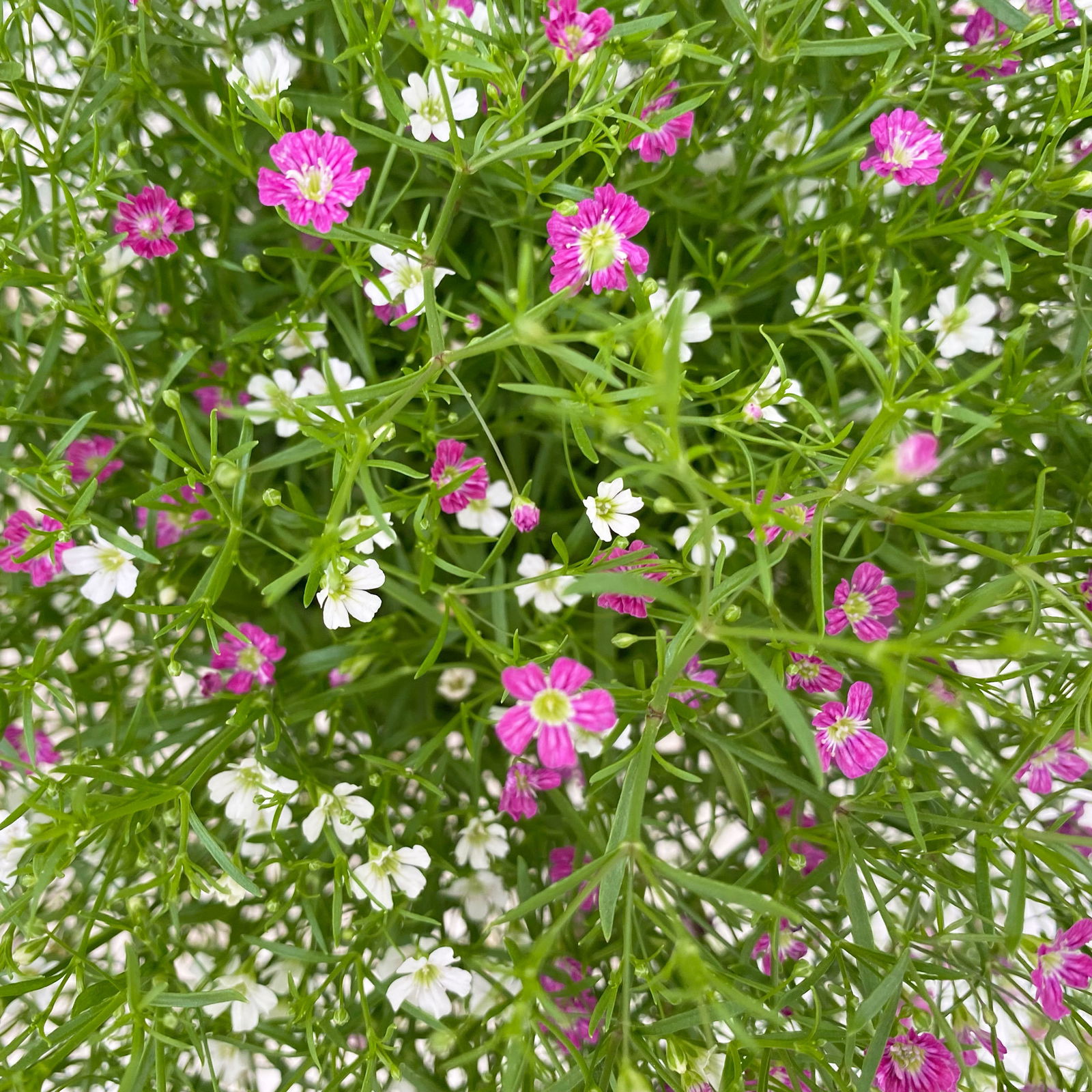 Schleierkraut 'Duo' rosa-weiß, Topf-Ø 12/13 cm