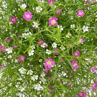 Schleierkraut 'Duo' rosa-weiß, Topf-Ø 12/13 cm
