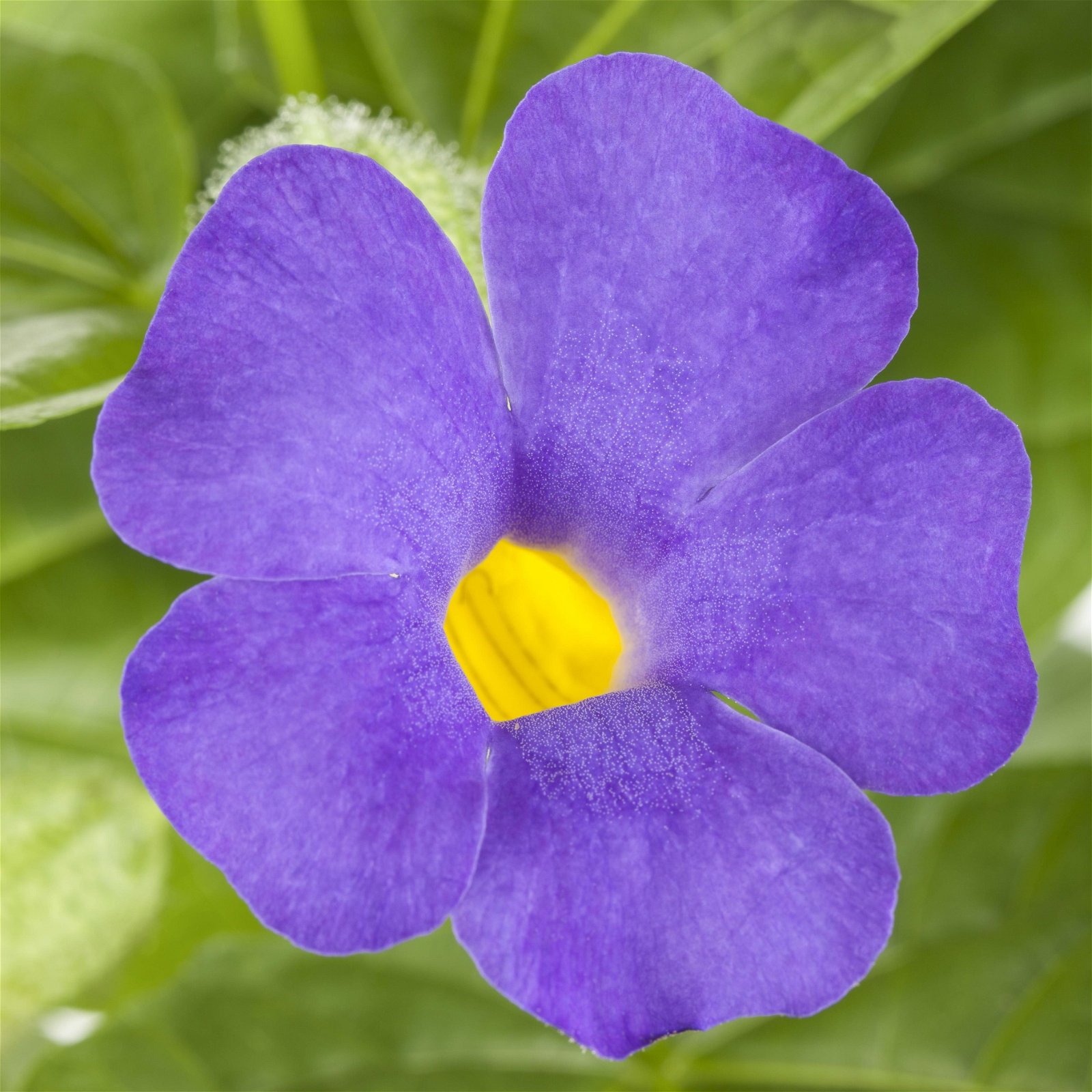 Blaue Himmelsblume violettblau, Spalier, Topf-Ø 17 cm