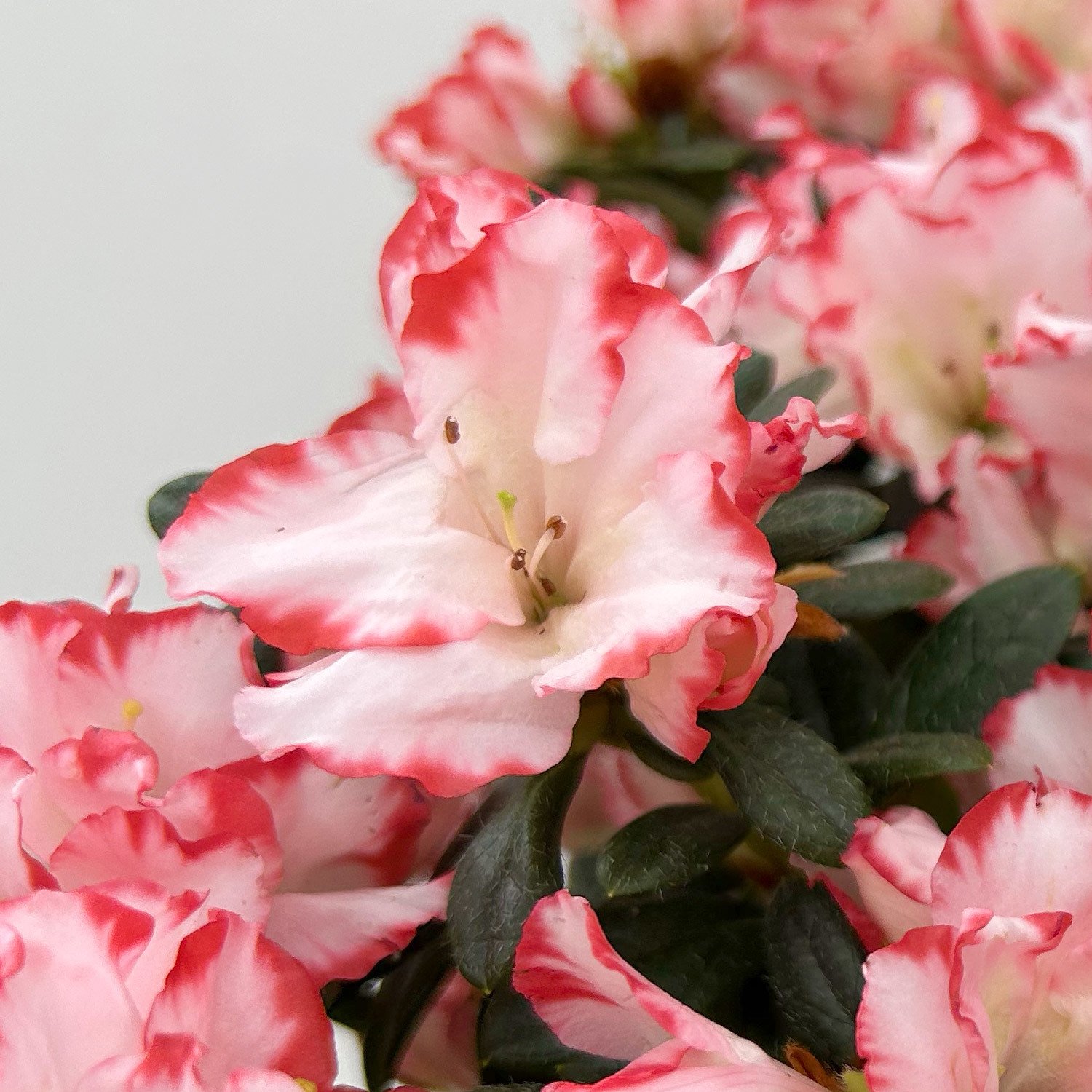Azalee 'Sachsenstern Bicolor', weiß-rosa, Topf-Ø 14 cm, 2er-Set