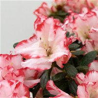Azalee 'Sachsenstern Bicolor', weiß-rosa, Topf-Ø 14 cm, 2er-Set