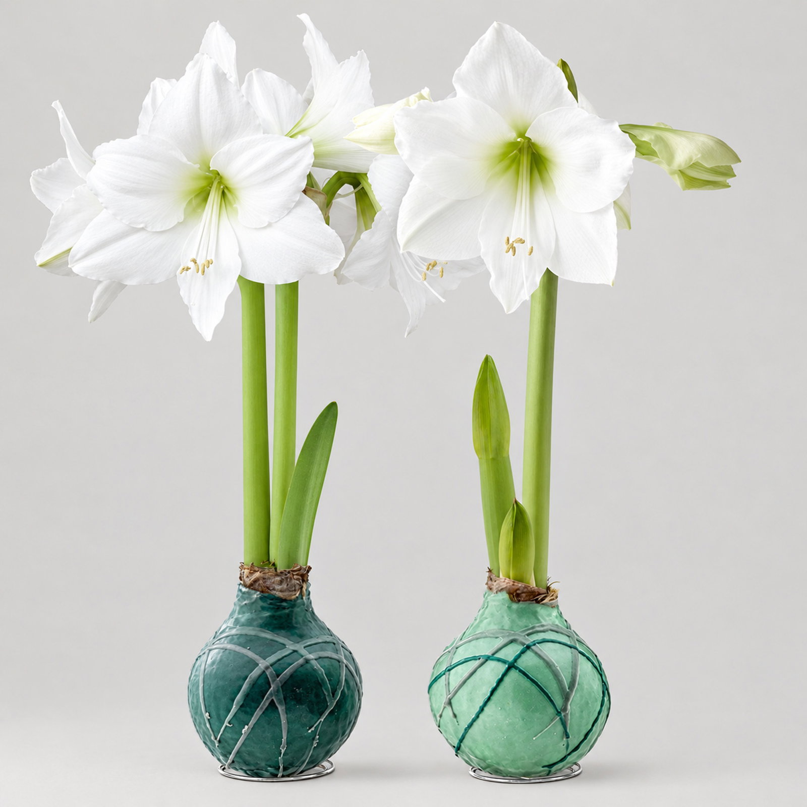 Amaryllis in Wachs XL, Dekor 'Forest', Farbe zufällig, Blüte weiß, 2 Pflanzen