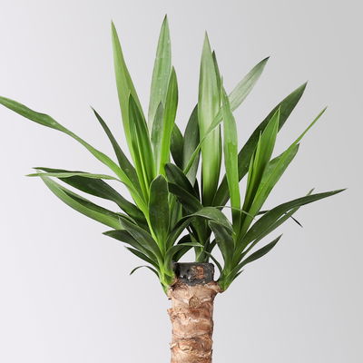 Palmlilie in Topf Dallas, Topf-Ø 17 cm, Höhe ca. 60-80 cm