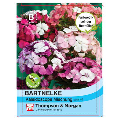 Bartnelke (Dianthus barbatus) Kaleidoscope Mixed / einjährig, bunt, Schnittblume Bartnelke (Dianthus barbatus) Kaleidoscope Mixed / einjährig, bunt, Schnittblume