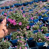 Bio Reiherschnabel 'Bishops Form' rosa, Topf 9x9 cm, 3 Pflanzen Bio Reiherschnabel 'Bishops Form' rosa, Topf 9x9 cm, 3 Pflanzen