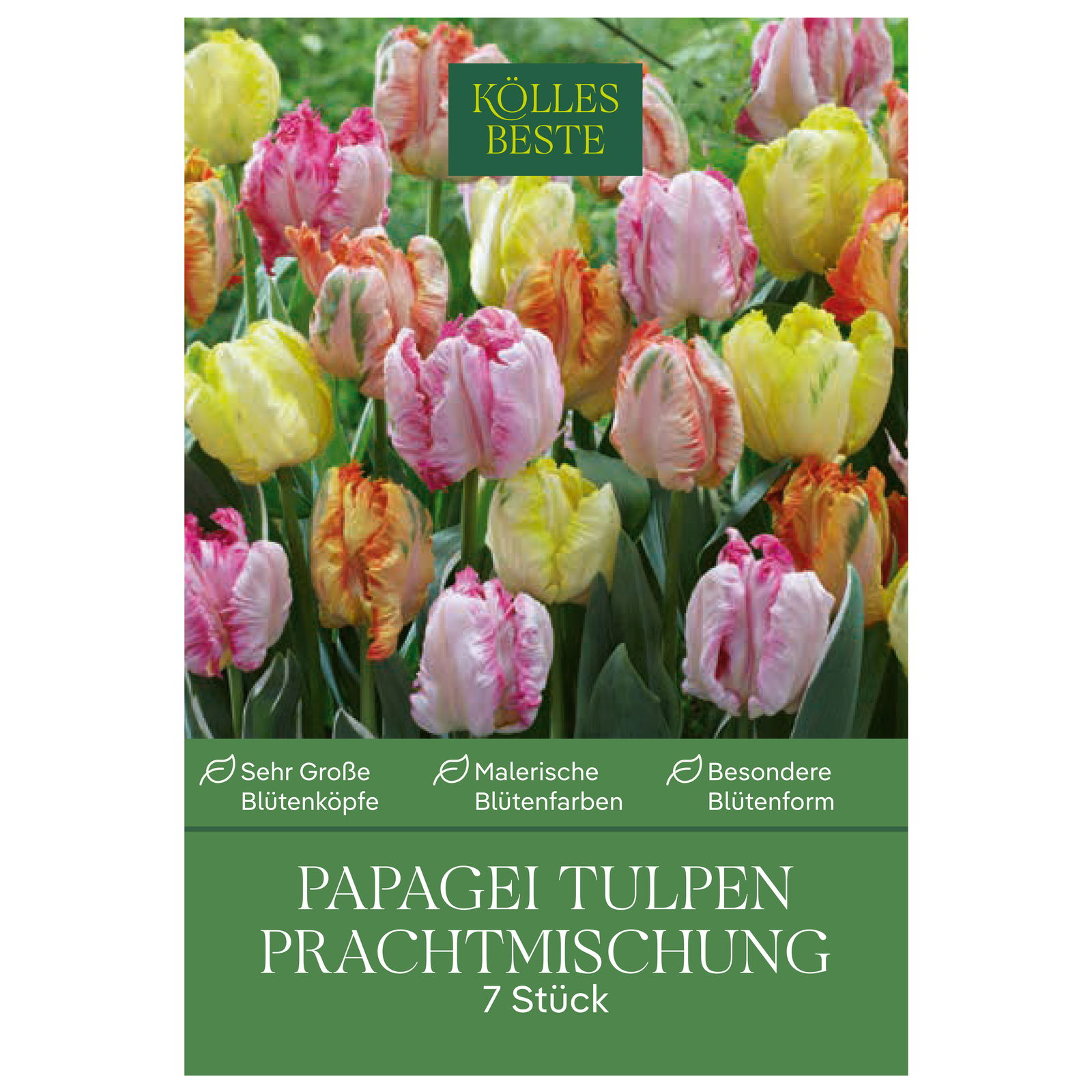 Papagei-Tulpen Prachtmischung, 7 Blumenzwiebeln