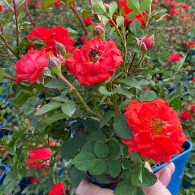 Zwergrose 'Zwergenfee 09®', orange-rot, Topf 3 Liter, 4 Pflanzen