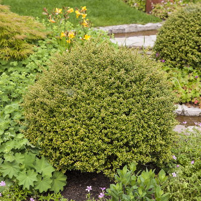 10er-Set Japanischer Ilex 'Glorie Gem' Höhe 15-20 cm, 2 Liter Topf