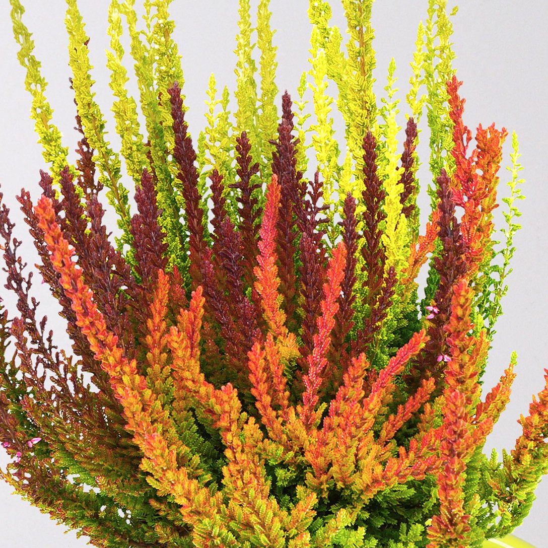 Herbstpflanzenset 'Indian Summer' rot-lila-orange, Topf-Ø 10,5 cm Ø, 6er-Set