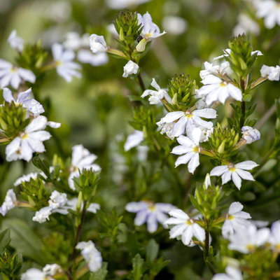 Fächerblume, weiß, Topf-Ø ca. 12 cm, 6 Pflanzen Fächerblume, weiß, Topf-Ø ca. 12 cm, 6 Pflanzen