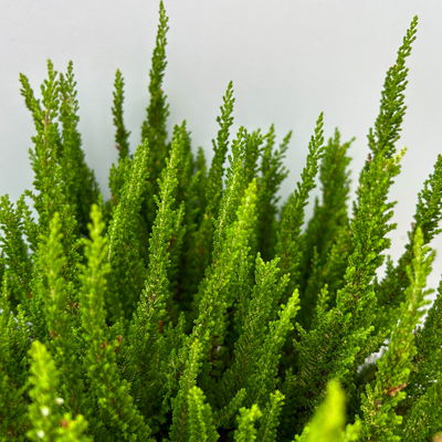 Besenheide SKYLINE®, gelb, Topf-Ø 13 cm, 3 Pflanzen