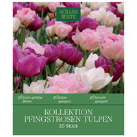 Pfingstrosen-Tulpen, weiß, rosa & lila, 20 Blumenzwiebeln