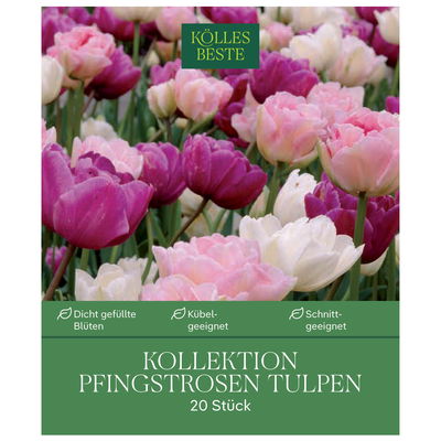 Pfingstrosen-Tulpen, weiß, rosa & lila, 20 Blumenzwiebeln