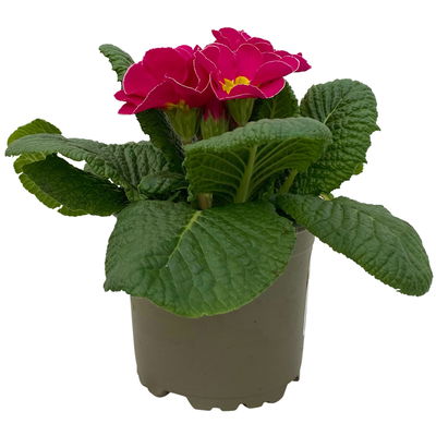 Primel rosa, Topf-Ø 10,5 cm, 8 Pflanzen Primel rosa, Topf-Ø 10,5 cm, 8 Pflanzen