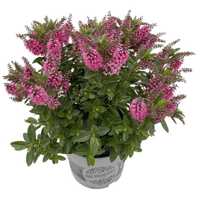 Hebe 'All Blooms®', Farbe zufällig, Topf-Ø 17 cm Hebe 'All Blooms®', Farbe zufällig, Topf-Ø 17 cm
