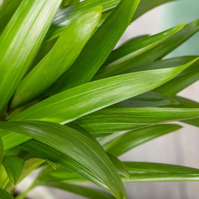 Dypsis lutescens T13 H55 (*) Dypsis lutescens T13 H55 (*)