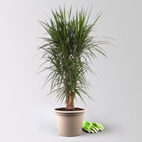 Drachenbaum, verzweigt, Topf-Ø 30 cm, Höhe ca. 130 cm