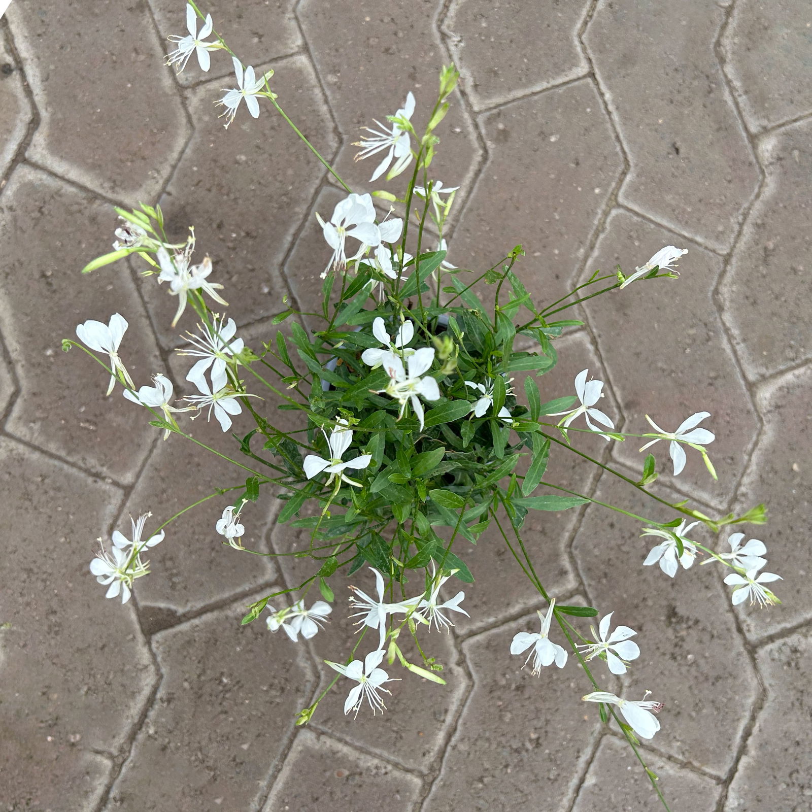 Prachtkerze, weiß, Topf-Ø 13 cm, 6 Pflanzen