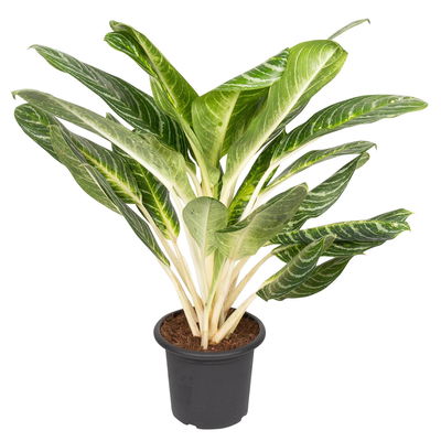Aglaonema 'Key Lime', Topf-Ø 22 cm, Höhe ca. 70 cm Aglaonema 'Key Lime', Topf-Ø 22 cm, Höhe ca. 70 cm