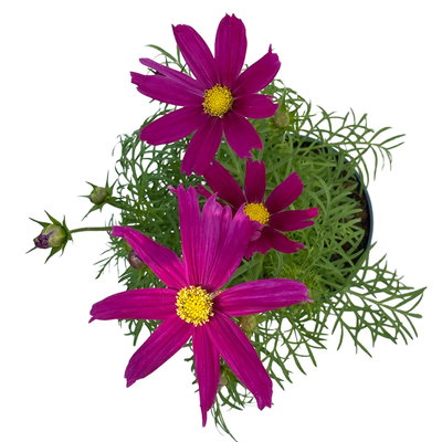 Cosmea, Farben zufällig, Topf-Ø 12 cm, Höhe ca. 25 cm, 6 Pflanzen