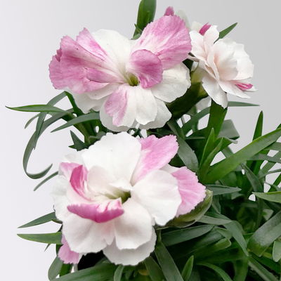 Dianthus 'Pink & Proud®' Mini weiß-pik, Topf-Ø 7 cm, 12 Pflanzen
