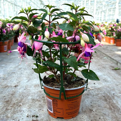 Fuchsien stehend, rosa/rot-lila, Topf-Ø 12 cm, 6er-Set Fuchsien stehend, rosa/rot-lila, Topf-Ø 12 cm, 6er-Set