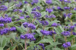 Bartblume Bartblume
