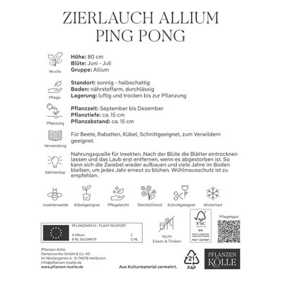 Kölles Beste Zierlauch Allium Ping Pong, 10 Blumenzwiebeln Kölles Beste Zierlauch Allium Ping Pong, 10 Blumenzwiebeln