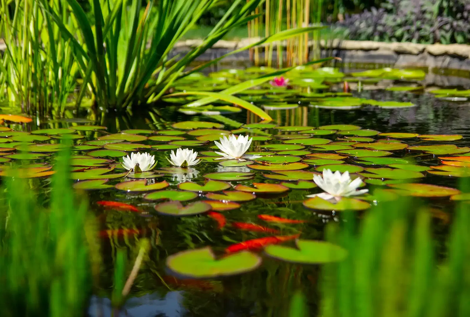 Teich im Sommer