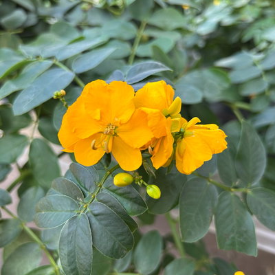 Gewürzrinde, gelb, Topf-Ø 17, 2 Pflanzen