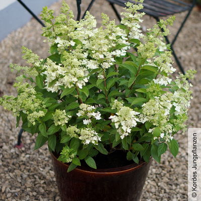 Rispenhortensie 'Confetti'®, Hydrangea paniculata, weiß, 3er-Set, Topf 5 Liter Rispenhortensie 'Confetti'®, Hydrangea paniculata, weiß, 3er-Set, Topf 5 Liter