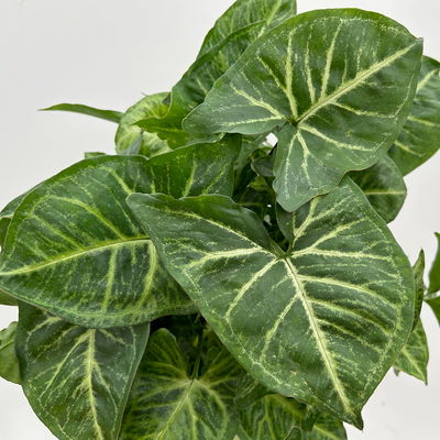 Syngonium 'Arrow', Topf-Ø 14cm, Höhe ca. 30 cm, 2 Stück Syngonium 'Arrow', Topf-Ø 14cm, Höhe ca. 30 cm, 2 Stück